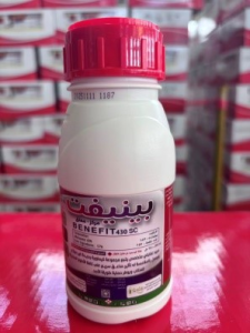 بنف